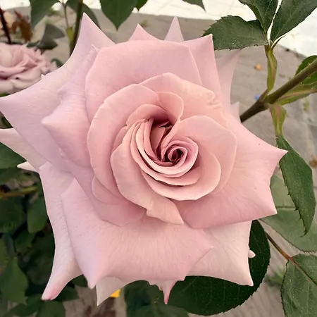 The Tuscany Rose *