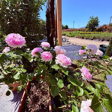 The Tuscany Rose Pistoia