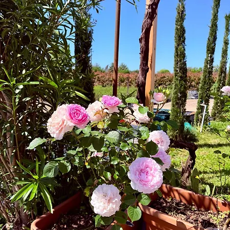 Feriehus The Tuscany Rose *
